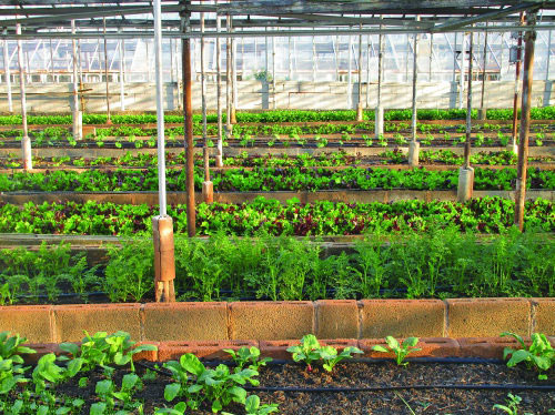 物聯(lián)網(wǎng)技術(shù)對(duì)農(nóng)業(yè)的作用 物聯(lián)網(wǎng)技術(shù)對(duì)農(nóng)業(yè)的作用